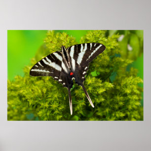 Poster Un papillon swallowtail nord-américain