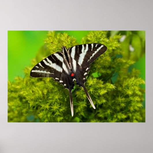 Poster Un papillon swallowtail nord-américain (Devant)