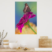 Poster Un papillon swallowtail | Papilio Multicaudatus (Cuisine)