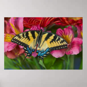 Poster Un papillon swallowtail tigré