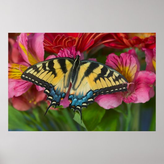Poster Un papillon swallowtail tigré (Devant)