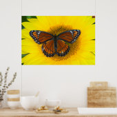 Poster Un papillon vice-roi | Limenitis Archippus (Cuisine)