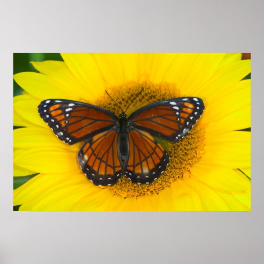 Poster Un papillon vice-roi | Limenitis Archippus (Devant)