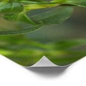 Poster Un papillon vice-roi sur des fleurs rose foncé (Coin)
