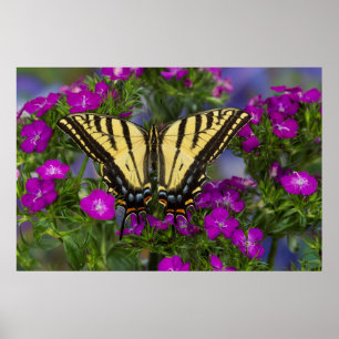 Poster Un papillon vice-roi sur des fleurs rose foncé
