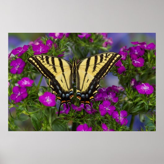 Poster Un papillon vice-roi sur des fleurs rose foncé (Devant)