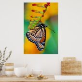 Poster Un papillon Viceroy sur les fleurs (Cuisine)