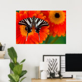 Poster Un papillon Zebra Swallowtail (Bureau à domicile)