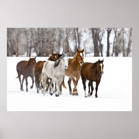 Poster Un paysage hivernal de course (Devant)