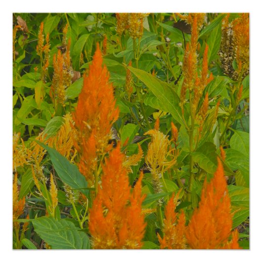 Poster Un peigne de bite avec l'amour brûlant (Devant)