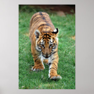 Poster Un petit animal de tigre mignon de bébé