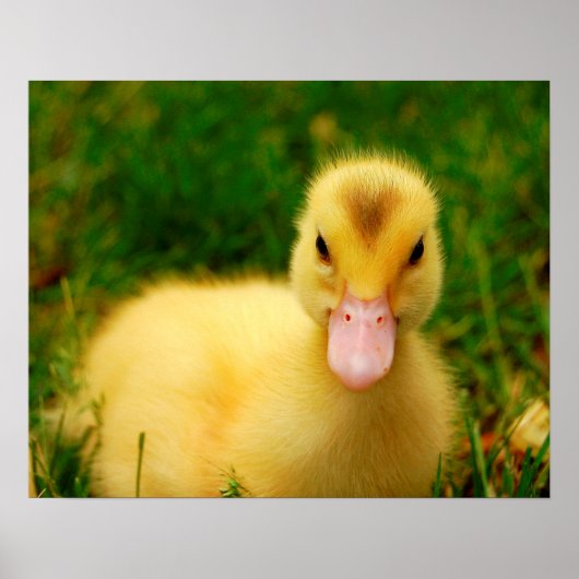 Poster Un Petit Canard (Devant)