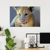 Poster Un petit lion affamé (Bureau à domicile)
