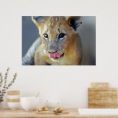 Poster Un petit lion affamé (Cuisine)