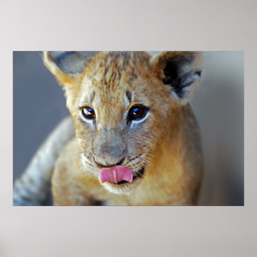 Poster Un petit lion affamé (Devant)