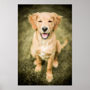 Poster Un Portrait D'Un Chiot De Golden Retriever
