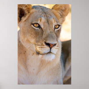 Poster Un portrait d'une lionne regardant au loin