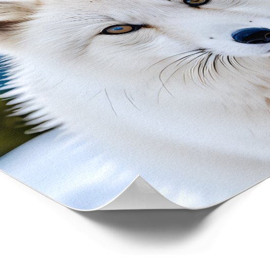 Poster Un portrait en gros plan d'un renard arctique (Coin)