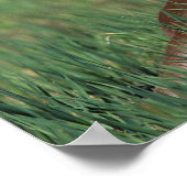 Poster Un poulain arabe qui s'est abattu (Coin)