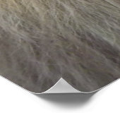 Poster Un regard de lion (Coin)