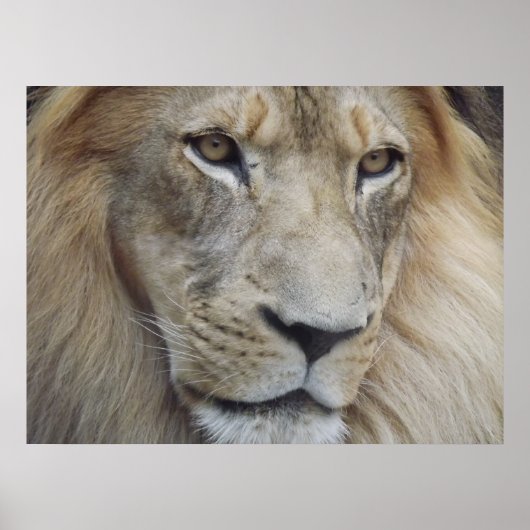 Poster Un regard de lion (Devant)