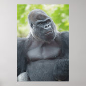 Poster Un regard de Silverback (Devant)