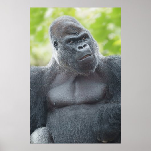 Poster Un regard de Silverback (Devant)