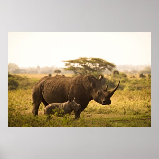 Poster Un Rhino avec son bébé (Devant)