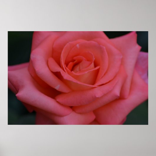 Poster Un Rose Par Tout Autre Nom (Devant)