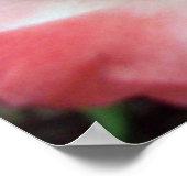Poster Un rose sous un autre nom. (Coin)