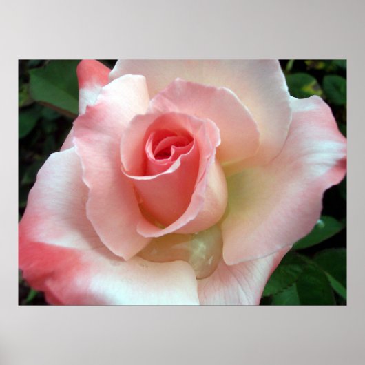 Poster Un rose sous un autre nom. (Devant)