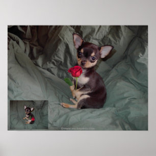 Poster Un Rose tenant une rose rouge