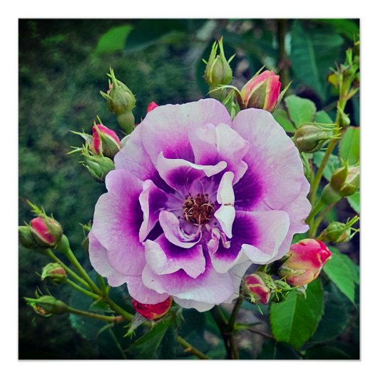 Poster Un rose violet (Devant)