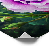 Poster Un rose violet (Coin)