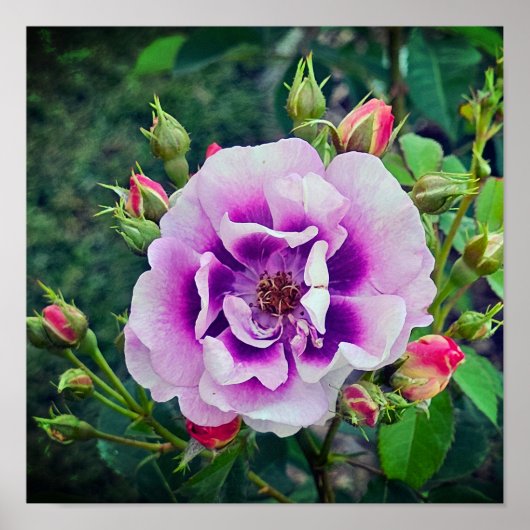 Poster Un rose violet (Devant)