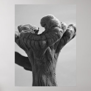 Poster Un Saguaro Cactus rare