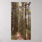 Poster Un sentier dans une forêt de pins (Devant)