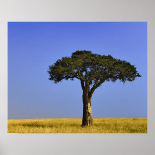 Poster Un seul acacia sur les plaines herbeuses, Masai Ma