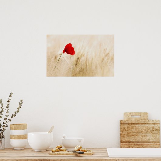 Poster Un seul pavot rouge dans un champ de graminées (Cuisine)