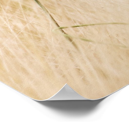 Poster Un seul pavot rouge dans un champ de graminées (Coin)