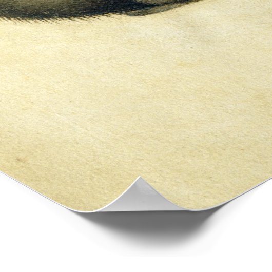 Poster Un singe (Coin)