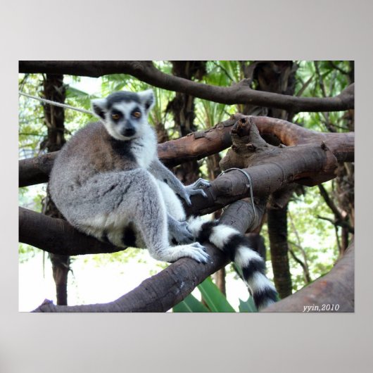 Poster Un singe à queue ronde sur un arbre (Devant)