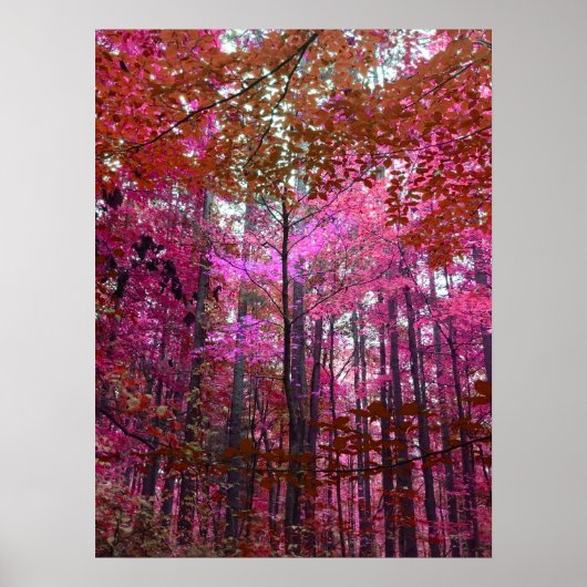 Poster Un souffle de rose (Devant)