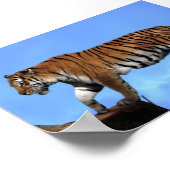 Poster Un succès pour les tigres (Coin)