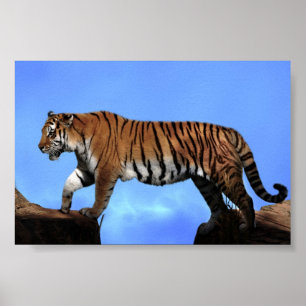Poster Un succès pour les tigres