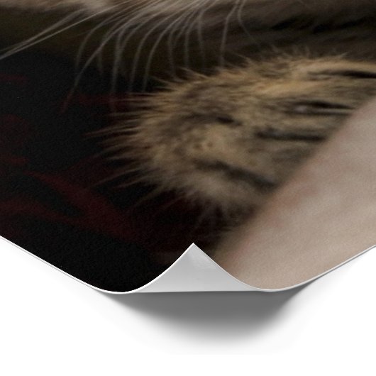 Poster Un Tabby Kitten Très Sucré (Coin)