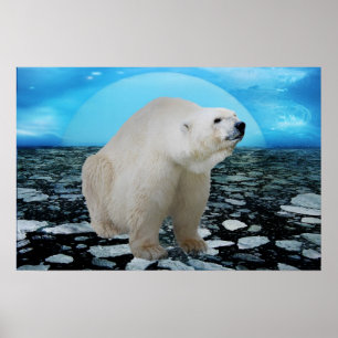 Poster Un temps d'ours blancs