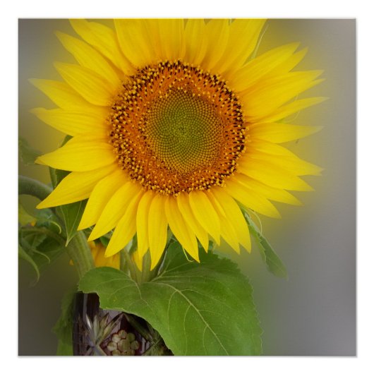 Poster un tournesol brillant (Devant)