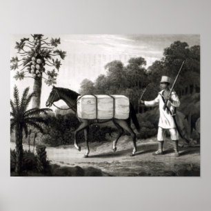 Poster Un transporteur de coton, des 'voyages dans Brazil