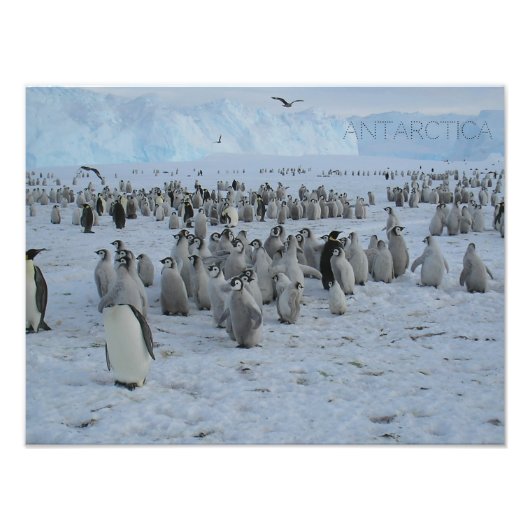 Poster Un troupeau de Pingains en Antarctique, pho (Devant)